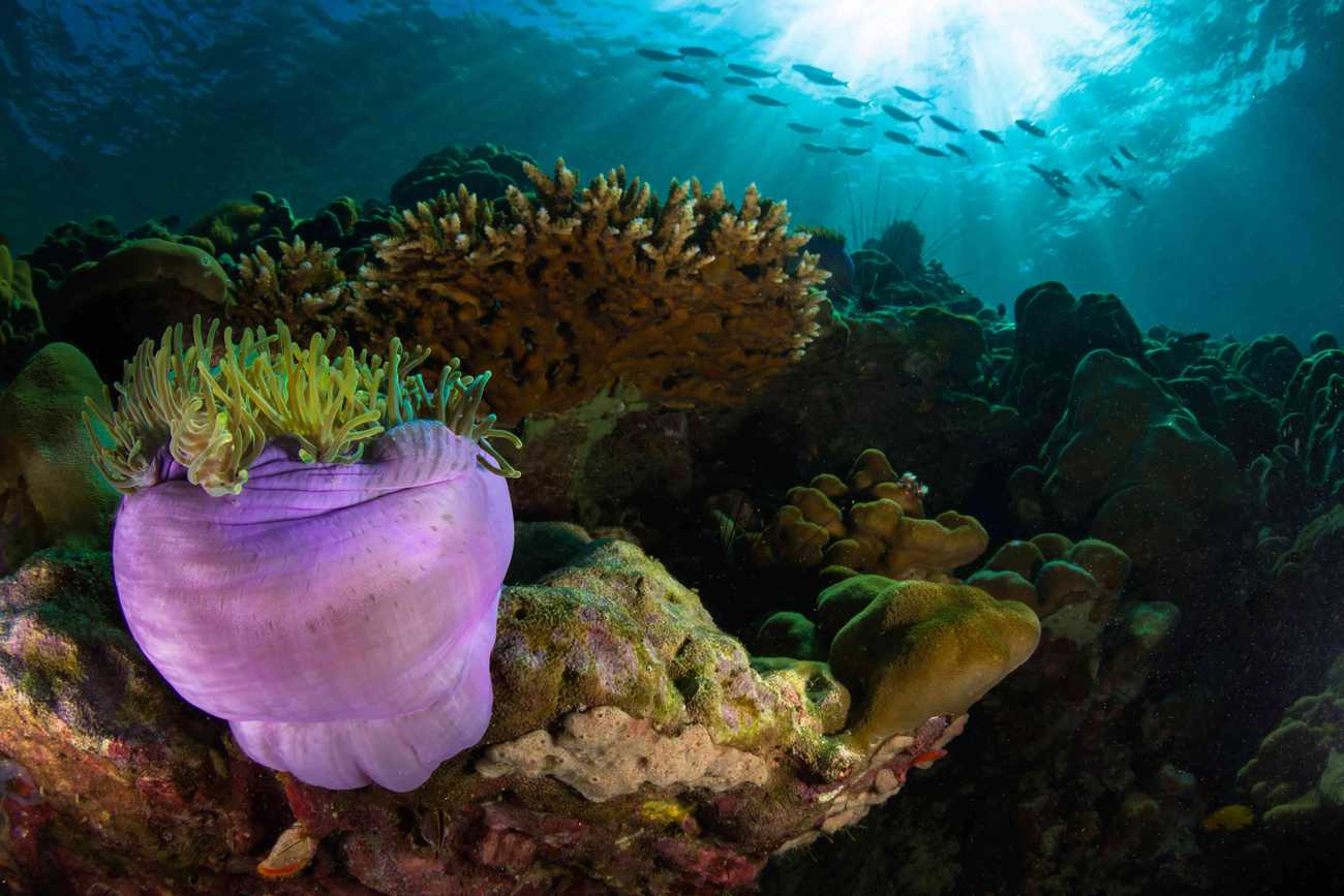Grabstätte im Korallenriff